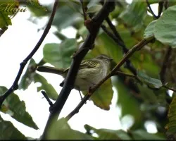 Vermivora peregrina  (creo)