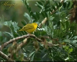 amarillo??
