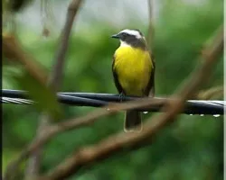 Pecho amarillo