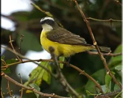 Pecho amarillo