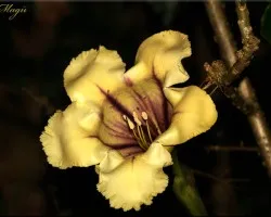 Flor