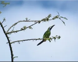 emerald toucanet