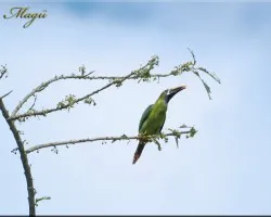 Aulacorhynchus prasinus