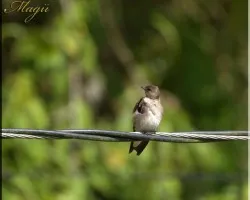 golondrina