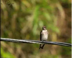 golondrina