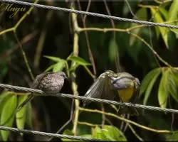 clases de  limpieza del plumaje