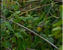 ?three stripted warbler ? - basileuserus tristriatus