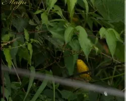 yellow warbler ? - dendroica petechia