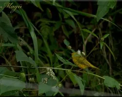 yellow warbler ? - dendroica petechia