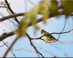 mountain Elaenia - elaenia frantzii