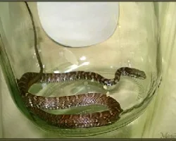 Culebra