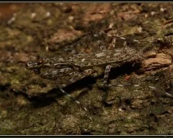 mantis