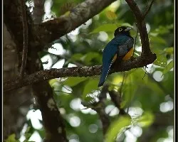 trogon Violaceo
