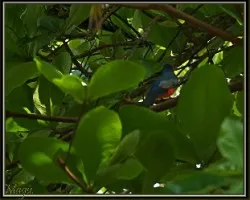 Trogon massena