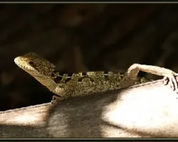 lagartija 1