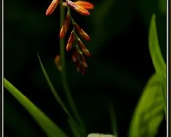 florecilla Boton