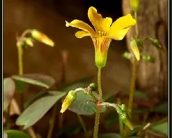 flor de trebol