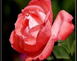rosa1