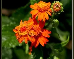 flor naranja