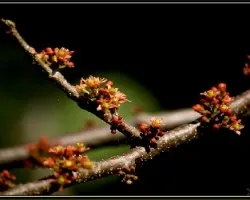 flor del Jocote
