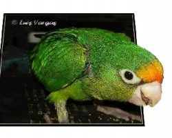 catano de luis