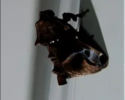 polilla perfil