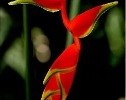 flor