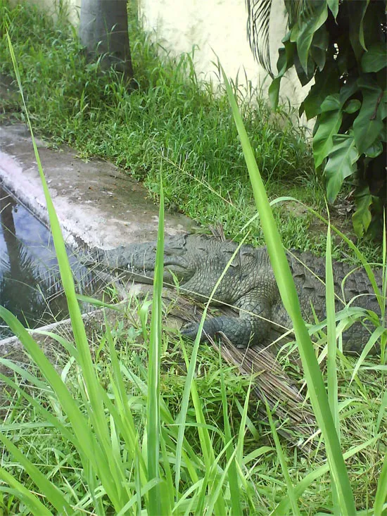 Foto