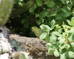 iguana
