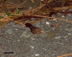 Caprimulgus rufus