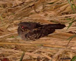 Caprimulgus rufus
