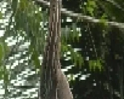 garza tigre