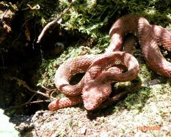 bocaraca