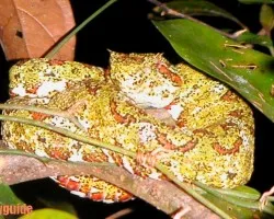 bocaraca