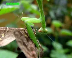 mantis
