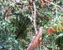 iguanas
