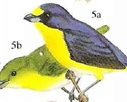 euphonia