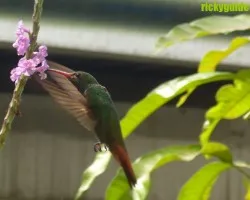 el de casa