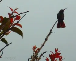 cola roja