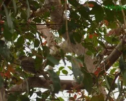 Turdus grayi