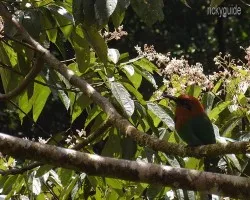 Broad-billed Motmot