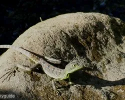 Solsito