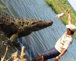 Cocodrilo