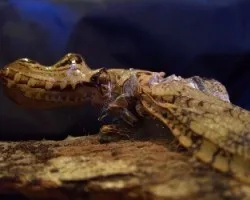 Machaca
