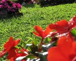 Jardin