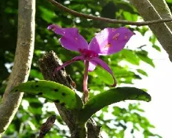 Guaria