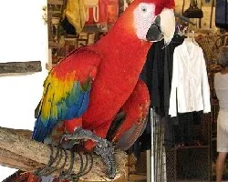 la lapa roja
