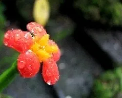 flor1