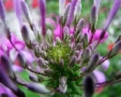 flor2