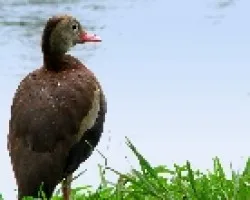 Pato1